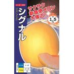黄皮赤肉メロン 種 『