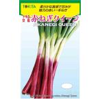  красный корень глубокий лук-батун вид [ красный лук порей Queen ]tokita вид рассада / маленький пакет 