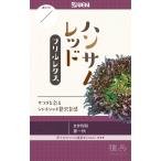  красный leaf lettuce вид [ рукоятка Sam красный ] Yokohama растение / маленький пакет ( Bay ферма )