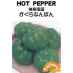 藤田種子　種子 かぐらなんばん（神楽南蛮）小袋