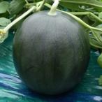 萩原農場　西瓜 スイカ すいか　小玉　BonBonリッチ　200粒