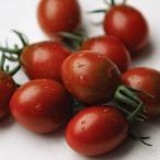 ta. Kobayashi вид рассада мини помидоры ...pli моно wa-ru маленький пакет 