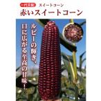 たね 小林種苗  トウモロコシ とうもろこし　赤いスイートコーン　200粒