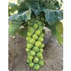 増田採種場　早生子宝　芽キャベツ種子　小袋