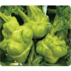 増田採種場　ちからこぶザーサイ(育成)　ザーサイ・搾菜種子　コート 200粒