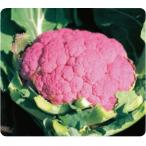 増田採種場　遠州あか花やさい　カリフラワー種子　15