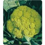 増田採種場　遠州みどり花やさい　カリフラワー種子　