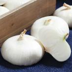 松永種苗 タマネギ  玉葱　たまねぎ　愛知早生白玉葱　小袋