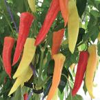  сосна . вид рассада зеленый перец . делать мелки маленький пакет 