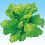 ナカハラのたね シュ