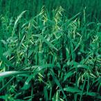  сосна . вид рассада овес ( разделение o-tsu) 1kg