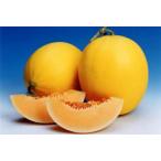 ナント種苗 マクワ シ�