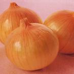  наан to вид рассада tama лук-батун Izumi . средний высота желтый большой лук 2dl