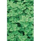 サカタのタネ ツケナ つるな 小袋