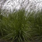 雪印種苗   芝 牧草 緑肥用  トールフェスク   フォーン  1kg
