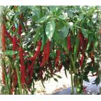 八江農芸　トウガラシ とうがらし 唐辛子　ホットパラソルEX　小袋