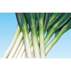 ���� ���l�A�� �˂� �l�M �K�@�ؐO�i�������낤�j2���@�R�[�g6000��