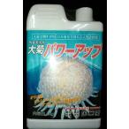 国華園 大菊パワーアップ 1 kg ゆうパック発送商品