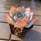  agriculture . direct sale succulent plant ....ekebe rear . blue light ( single ) extra-large beautiful seedling decorative plant interior many meat speciality VERVE