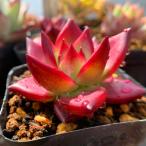 ショッピングエケベリア 農園直売 多肉植物 寄せ植え エケベリア属 ロメオルビンＸコロラータ（新品種）（美苗）超レア　抜き苗 観葉植物 インテリア