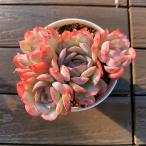 ショッピングエケベリア 農園直売 多肉植物 寄せ植え エケベリア属 ストロベリーアイス（群）美苗 人気 抜き苗 観葉植物 インテリア