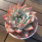 農園直売 多肉植物 寄せ植え エケベリア属 ピンクブルーバード（大