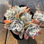 ショッピングエケベリア 農園直売 多肉植物 寄せ植え エケベリア属　Echeveria “Rose Queen”　 ローズクィーン錦　抜き苗 観葉植物 インテリア 多肉専門VERVE