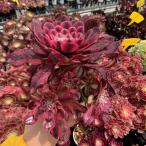農園直売 多肉植物 寄せ植え アエオニウム属 ガーネット白斑錦(群)特特大 超美苗 観葉植物 インテリア 多肉専門VERVE