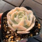 農園直売 多肉植物 寄せ植え エケベリア属 ルンヨニー錦(単)観葉植物 インテリア 多肉専門VERVE
