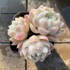 農園直売 多肉植物 寄せ植え エケベリア属 アルバ(3頭)大 抜き苗 観葉植物 インテリア 多肉専門VERVE