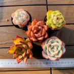 農園直売　多肉植物 寄せ植え最適 当店オリジナル5点セット-1　 ポット苗　大好評　土、鉢付く　 観葉植物 インテリア　多肉専門VERVE