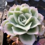 農園直売 多肉植物 寄せ植え エケベリア属　レモンローズ錦（単）　抜き苗 観葉植物 インテリア　多肉専門verve