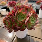 農園直売 多肉植物 寄せ植え アエオニウム属 ハロウィンミルク錦(群)観葉植物 インテリア 多肉専門VERVE