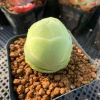 農園直売 多肉植物 寄せ植え グリノービア属 オーレア エッグ(中) 超美苗 可愛い 抜き苗 観葉植物 インテリア 多肉専門VERVE