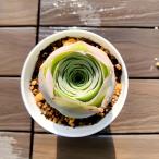 農園直売多肉植物寄せ植えグリーノビ...