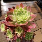 農園直売 多肉植物 寄せ植え アエオニウム属 海王(群) 観葉植物 インテリア 多肉専門VERVE