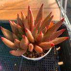 農園直売 多肉植物 寄せ植え エケベリア属 プシュケ （2頭）抜き苗 観葉植物 インテリア　多肉専門VERVE
