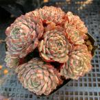 農園直売 多肉植物 寄せ植え エケベリア属　ピンウィール（群） Echeveria 'Pinwheel'　抜き苗 観葉植物 インテリア　多肉専門VERVE