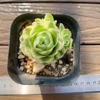 農園直売多肉植物寄せ植えグリーノビ...
