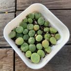 農園直売 多肉植物  コノフィツム属 翠光玉　20-25頭セット　超お得　メセン　観葉植物　インテリア　多肉専門VERVE