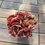 ショッピングエケベリア 農園直売 多肉植物 寄せ植え エケベリア属　スヨン（群） 観葉植物 インテリア　多肉専門VERVE