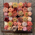 開店記念セット2　農園直売 寄せ植え　エケベリア属　7-９点カラフルセット　超おトク　多肉植物　多肉専門verve