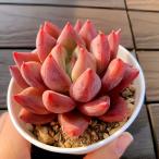 農園直売 多肉植物 寄せ植え エケベリア属 鬼爪（単）　観葉植物 インテリア　多肉専門VERVE