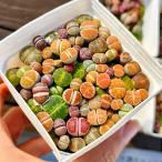 農園直売 多肉植物  コノフィツム属