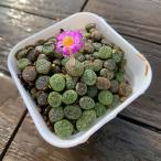  сельское хозяйство . прямые продажи суккулентное растение konofitsum. L ni дыра m35-40 голова комплект супер выгода mesen декоративное растение интерьер много мясо специализация VERVE