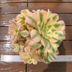 農園直売多肉植物寄せ植えアエオニウ...
