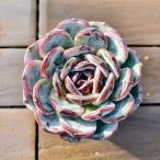 ショッピングエケベリア 農園直売 多肉植物 寄せ植え エケベリア属 ブラックモンロー（大）美苗　レア種　観葉植物 インテリア 多肉専門VERVE