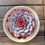  сельское хозяйство . прямые продажи суккулентное растение ....ekebe задний . белый Sunday ( одиночный ) декоративное растение интерьер много мясо специализация VERVE