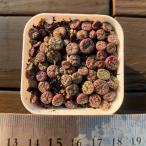  сельское хозяйство . прямые продажи суккулентное растение konofitsum.obkobte Ram 30-40 голова комплект супер выгода mesen декоративное растение интерьер много мясо специализация VERVE