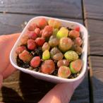 農園直売 多肉植物 コノフィツム属 水蜜桃 15-20頭セット 超お得 メセン 観葉植物 インテリア 多肉専門VERVE